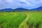 the view of the rice fields swaying in the wind