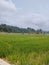 View of rice fields under the blue sky