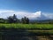 view of rice fields with very clear skies, gentle breeze and very white clouds