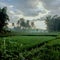 A view of rice paddies with a background of rising sun in the trees