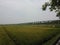 view of rice ready to harvest