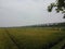 view of rice ready to harvest