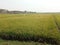 view of rice ready to harvest