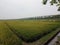 view of rice ready to harvest