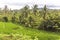 View on rice terraces, Lombok