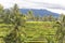 View on rice terraces, Lombok