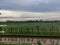 view of the ricefields in the morningï¿¼