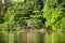 View of a rickety old timber jetty on the Sarawak River