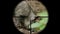 View through a rifle optical sight on a wild animal in the forest. The hunter takes aim at the boar