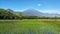 View of Rinjani Mountain from Sembalun Village Rice Farm