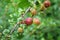 View of a ripe gooseberry on a branch of gooseberries in the garden.