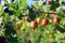 View of a ripe gooseberry on a branch of gooseberries in the garden.