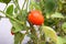 View of a ripe, shiny, fresh ripe tomato on a branch of a tomato plant.
