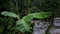 View of the river through a banana leaf. Tropical Africa, Equatorial Guinea