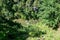 View of river in forest abbys in Vysoke Tatry