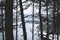 The view of river and its snowy shores through the silhouettes of forest trees