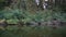 View of river vegetation from a boat