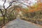 A view of road with gulmohar tree canopy during summer, Pune, India