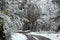 A view of the road in the middle of snowy forest with trees and vegetation covered in snow way from Villa Traful, Neuquen, to San