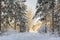 View of the road in the winter forest, Imatra, South Karelia, Finland