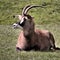 A view of a Roan Antelope