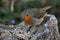 A view of a Robin