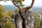 View on the rocks and a special tree in the foreground in dresden sachsen germany