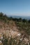 View of the rocky mountains and dense forest and wild wild white flowers in the foreground. National Park and rare flowers listed