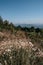 View of the rocky mountains and dense forest and wild wild white flowers in the foreground. National Park and rare flowers listed