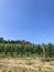 View of Roddi, a village in the Langhe hills, Piedmont - Italy