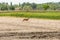 View on a roe deer on a field