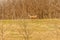 View on a roe deer on a field