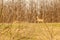 View on a roe deer on a field