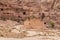 View from Roman part to remains of the palace of the pharaohs daughter the Qasr al-Bint in the Nabatean Kingdom of Petra in the