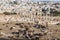 View of the Roman ruins in the Jordanian city of Jerash Gerasa of Antiquity with herd sheep in the foreground