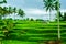 View of romantic and relaxing rice field terrace in the tropical island in Asia with trees and sunny blue sky