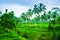 View of romantic and relaxing rice field terrace in the tropical island in Asia with trees and sunny blue sky