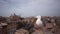 View of Rome City with a seagull