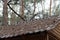 view of the roof of a wooden forester\'s house in the taiga forest