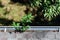 View from rooftop of asphalt roof shingles and gutter filled with tree debris and a new tree growing in the gutter, back yard belo