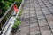 View from rooftop of asphalt roof shingles and gutter filled with tree debris and a new tree growing in the gutter, deck and red c