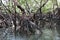 View of the roots of tropical mangrove vegetation