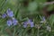 The view of rosemary flowering branches in bloom