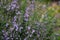 The view of rosemary flowering branches in bloom