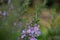 The view of rosemary flowering branches in bloom