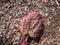 View of rosy purple leaves of the Chinese rhubarb (Rheum palmatum var. tanguticum)