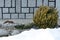 View of a round bush of Japanese Euonymus against the background of a house wall and a snowdrift