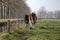 View of the round buttocks of two young cows walking past a ditch into the pasture