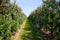 View on row of apple trees on both sides with ripe red apples against blue sky on plantation
