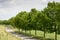 View on a row of trees and leaves in a sunny dutch typical landscape.